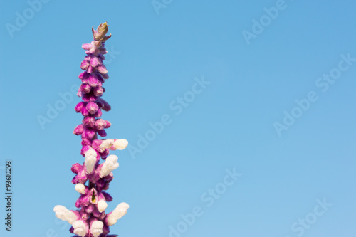 Vertical flower copy-space concept   sky background.