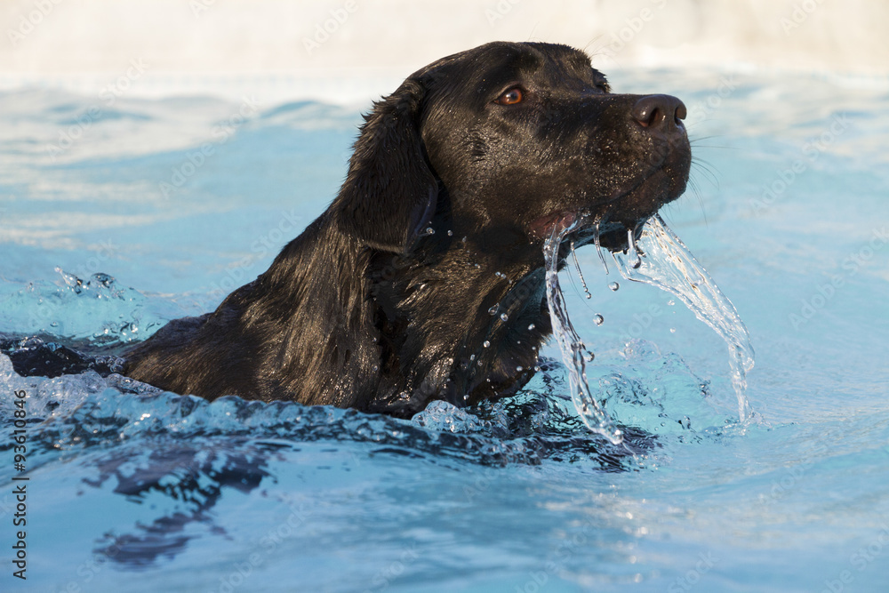 young female Labrador retriever in the pool young female Labrador retriever in the pool