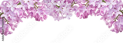 Fotografie, Obraz isolated stripe from light lilac blooms