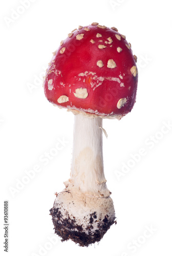 small red isolated fly agaric mushroom