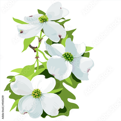 Dogwood (Cornus florida)
Hand drawn vector illustration of dogwood flowers  on white background.