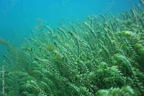 underwater scenery in the river diving