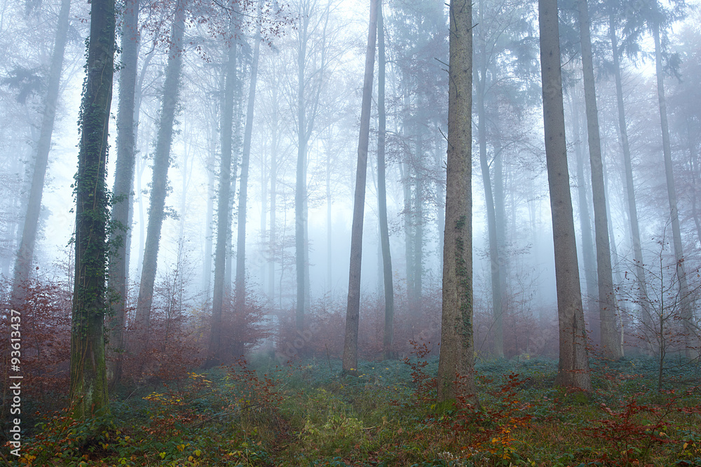 Obraz premium Buchenwald