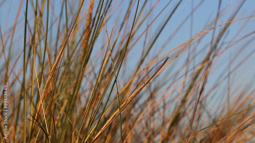 Closeup view of the grass moving in the wind lit by the golden tones of the late afternoon sun. Grass is growing on the seashore. More grass is on the left of footage. Footage is done using a tripod. Closeup view of the grass moving in the wind lit by the golden tones of the late afternoon sun. Grass is growing on the seashore. More grass is on the left of footage. Footage is done using a tripod.