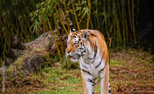 Tiger near bamboo forest