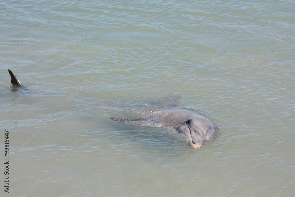 Fototapeta premium Monkey Mia, Shark Bay, Western Australia