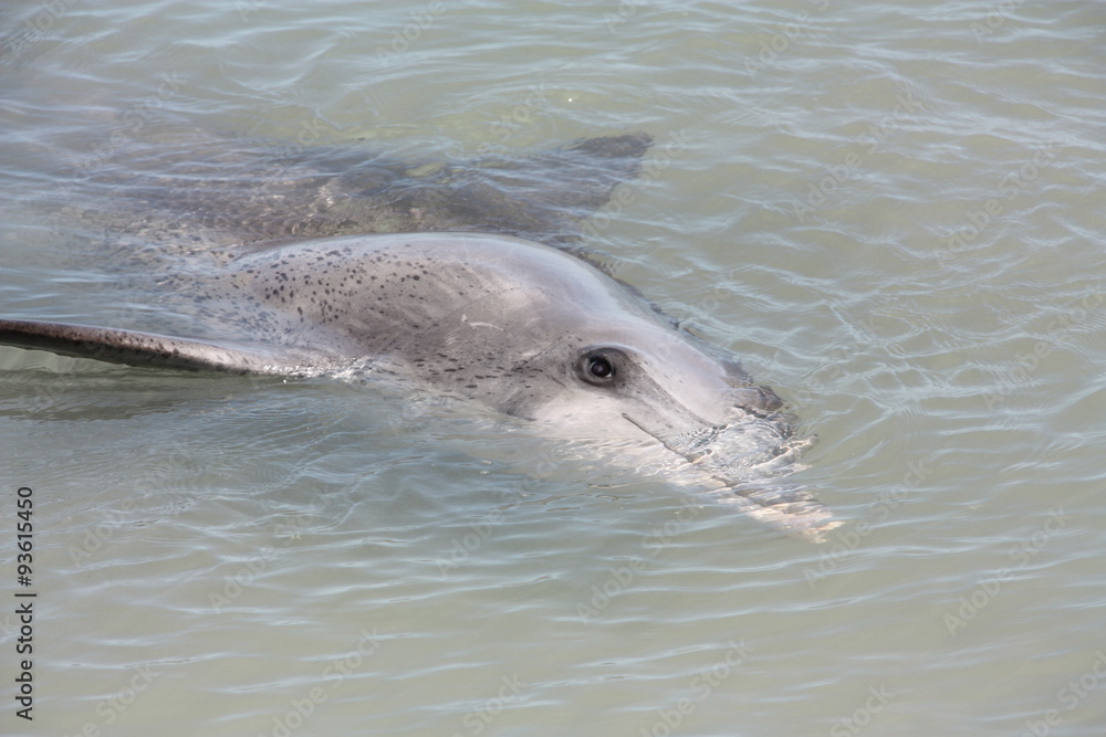Fototapeta premium Monkey Mia, Shark Bay, Western Australia 