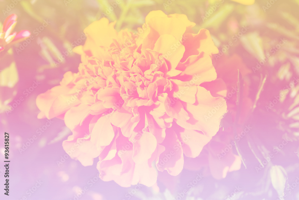 Fototapeta premium beautiful color flower for background design soft and blur style