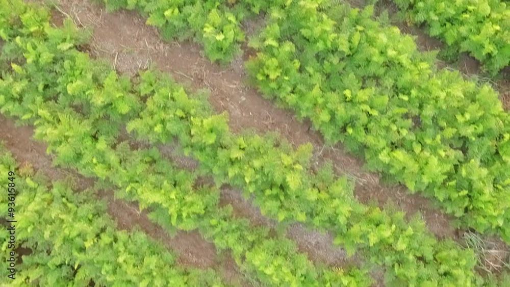 AERIAL VIEW. Rows Of Green Carrot Tops In The Field AERIAL VIEW. Rows Of Green Carrot Tops In The Field