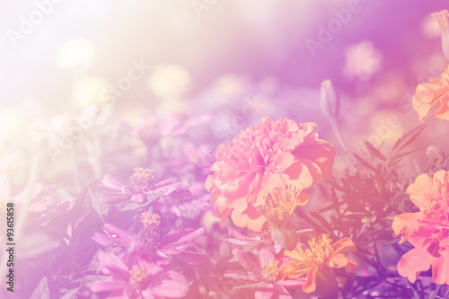 beautiful color flower for background design soft and blur style