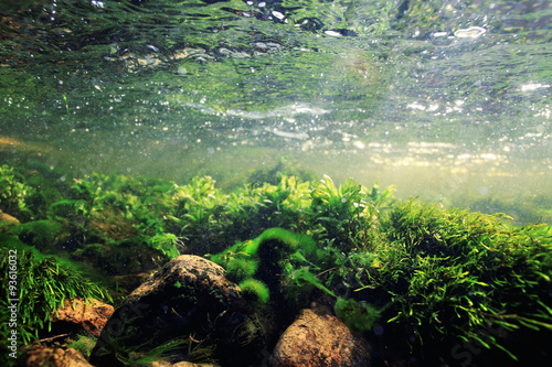 underwater scenery, algae, clean clear water, mountain river cleanliness