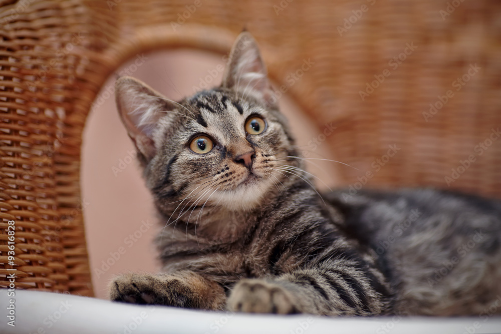 Portrait of a striped domestic kitten on a wicker chair Portrait of a striped domestic kitten on a wicker chair