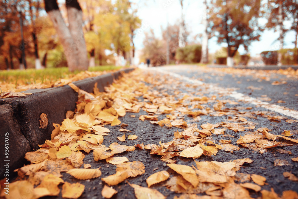 background autumn leaves in the park, nature background autumn leaves in the park, nature