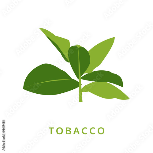 tobacco leaves, green plant vector illustration, isolated