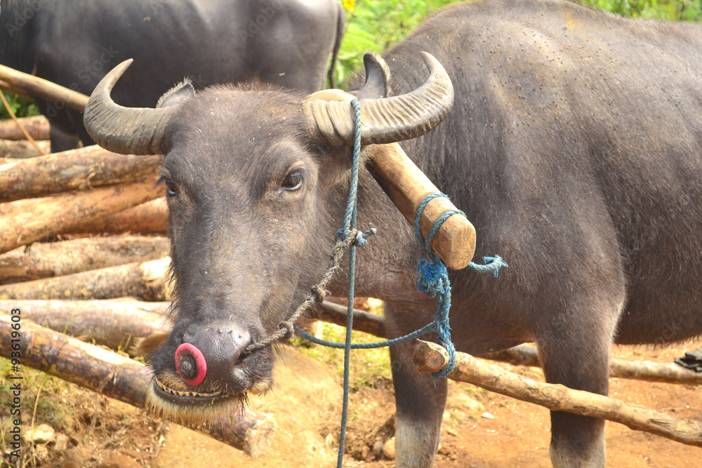 Philippine Carabao