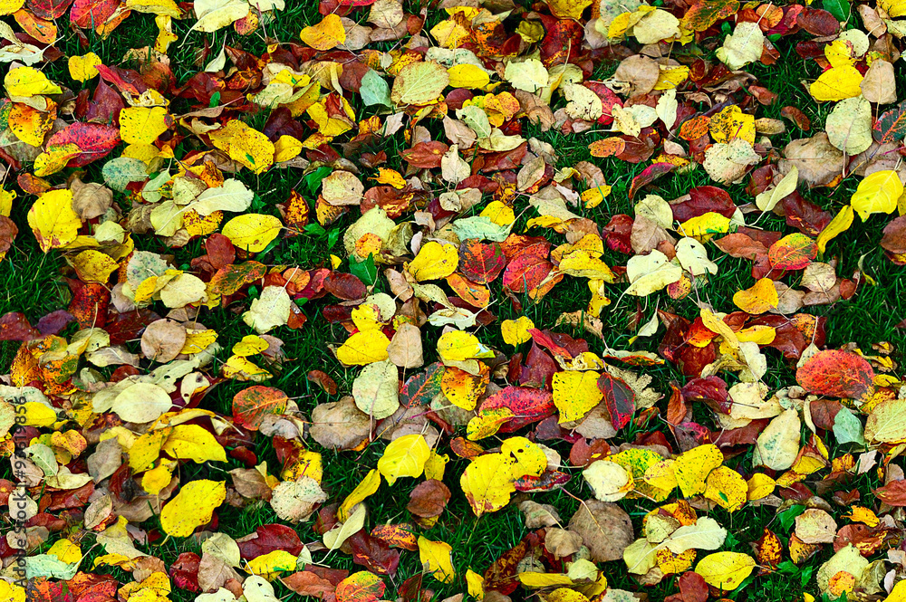 autumn leaves background autumn leaves background
