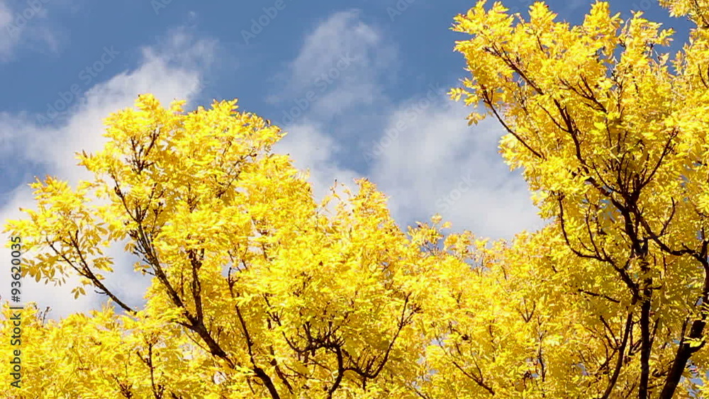 Golden or yellow leaves on a Fraxinus excelsior 'Jaspidea' (Golden Ash) tree. Clear blue sky in the background. Upwards shot on a camera slider. Golden or yellow leaves on a Fraxinus excelsior 'Jaspidea' (Golden Ash) tree. Clear blue sky in the background. Upwards shot on a camera slider.