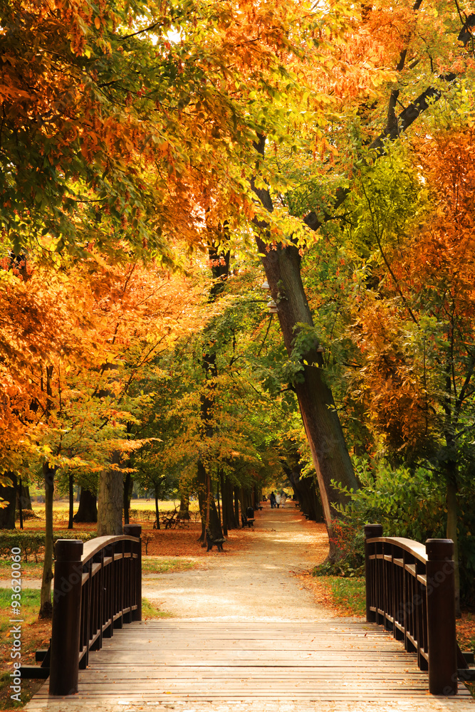 Fototapeta premium pasarela parque del otoño
