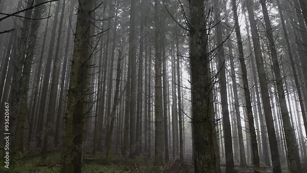 Tilt shot in a misty pine forest Tilt shot in a misty pine forest