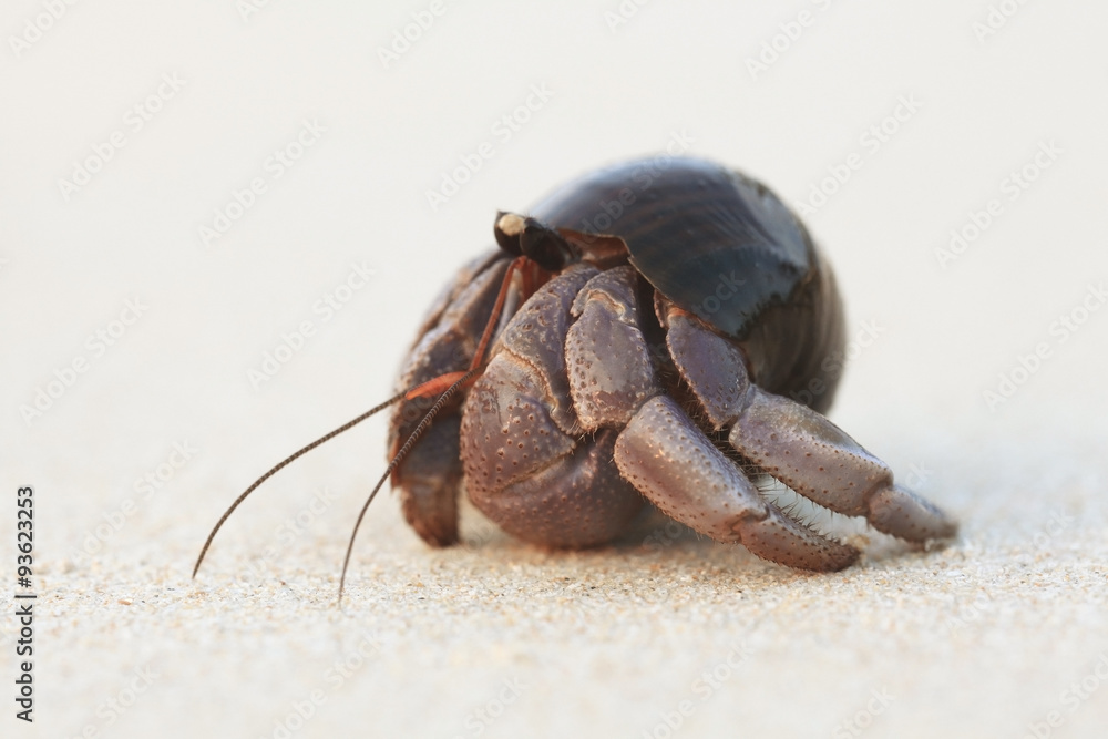 Tropical conch on a sandy beach