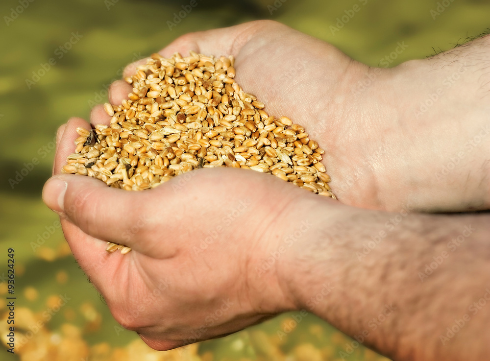 Wheat in palms Wheat in palms