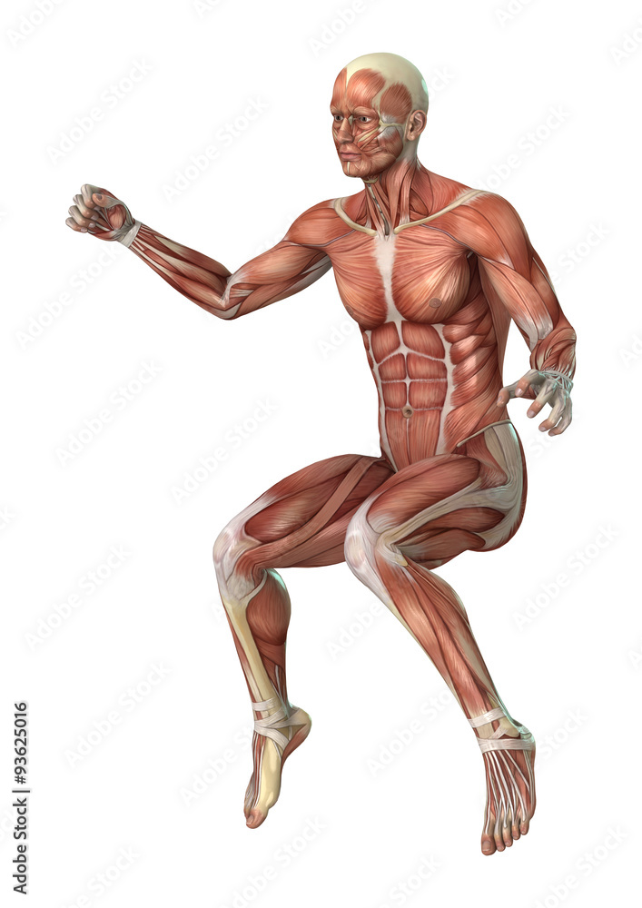 Muscles Map Muscles Map
