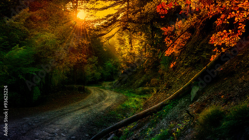 autumn sunset path