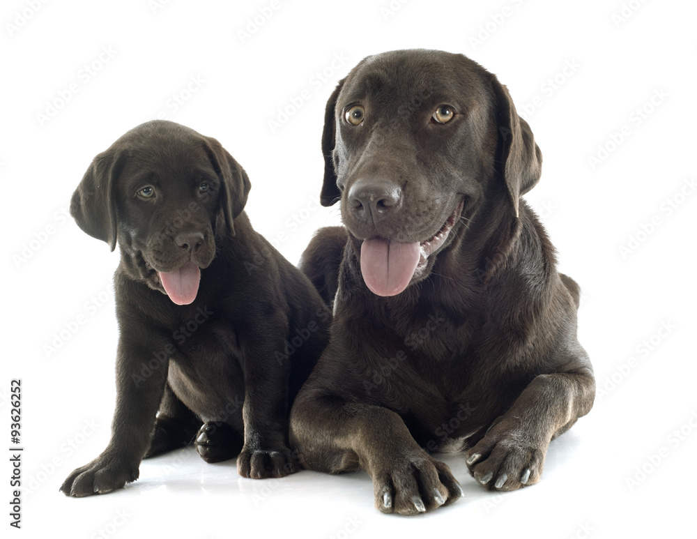 puppy and adult labrador retriever