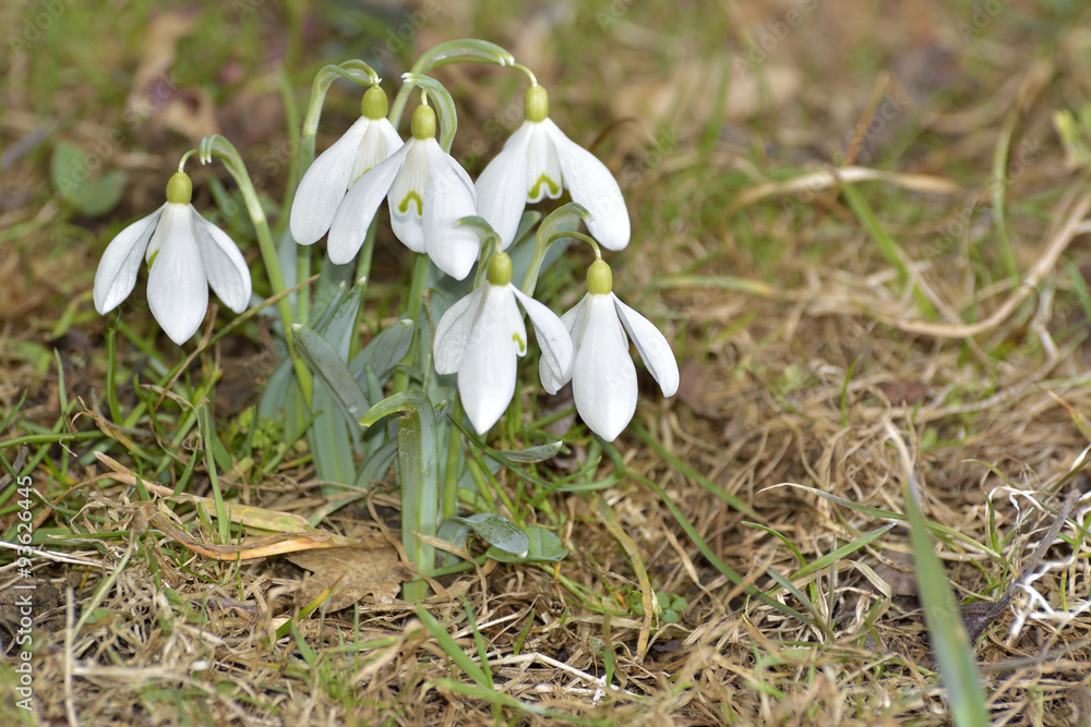 Snowdrops (Galanthus nivalis) in a floodplain forest Snowdrops (Galanthus nivalis) in a floodplain forest