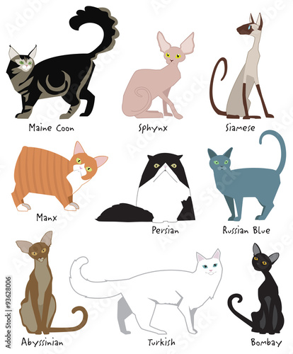 Colorful, cute illustrations of the most popular cat breeds
