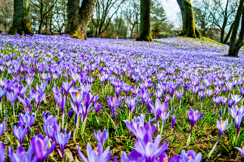 4722 Husum - Krokusblüten