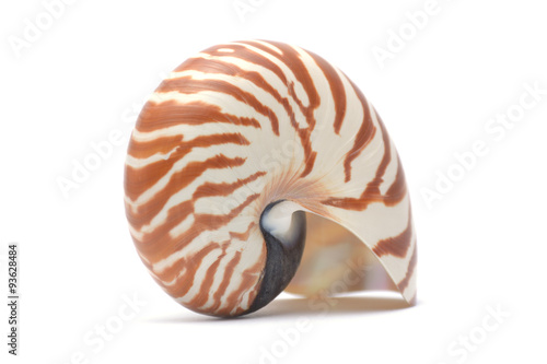 Nautillus shell