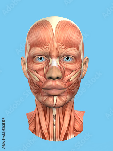 Anatomy front view of major face muscles of a woman including procerus, masseter, orbicularis oculi, zygomaticus, buccinator and nasalis.