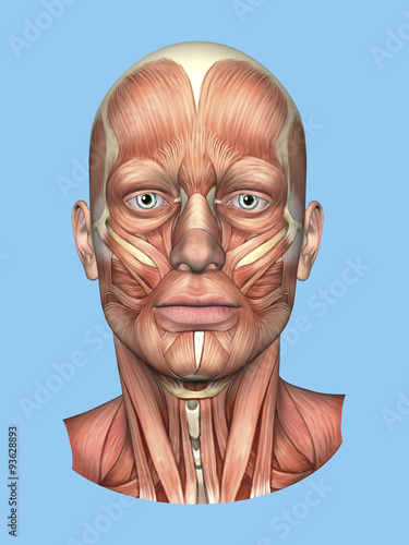 Anatomy front view of major face muscles of a male including occipitofrontalis, procerus, masseter, orbicularis, zygomaticus, buccinator and cranial aponeurosis.  photo
