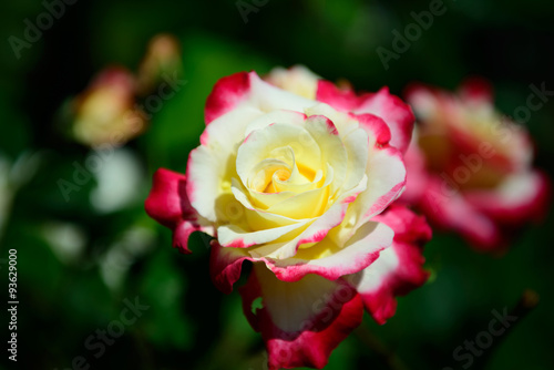 Wallpaper Mural yet another rose Torontodigital.ca