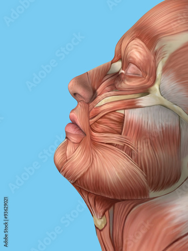 Anatomy side view of major face muscles of a male including temporalis muscle and masseter muscle.