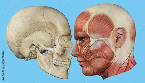 Skull and Muscles Profile: Featuring mandible, occipital bone, coronal suture, maxilla and zygomatic bone, temporalis muscle, masseter muscle, orbicularis oculi muscle and zygomaticus major muscle.