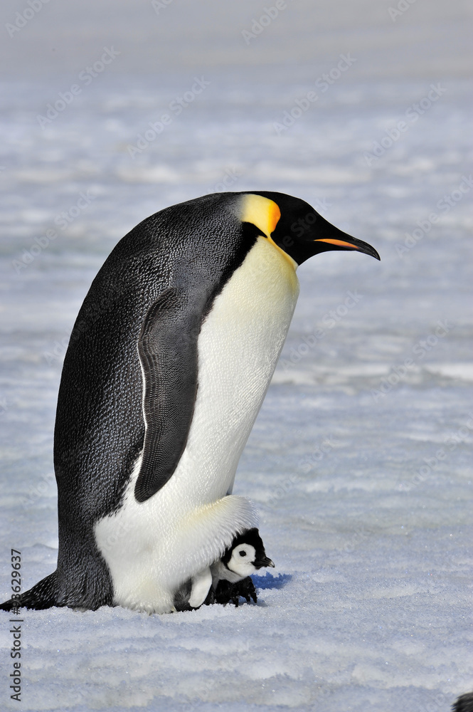 Obraz premium Emperor Penguin 