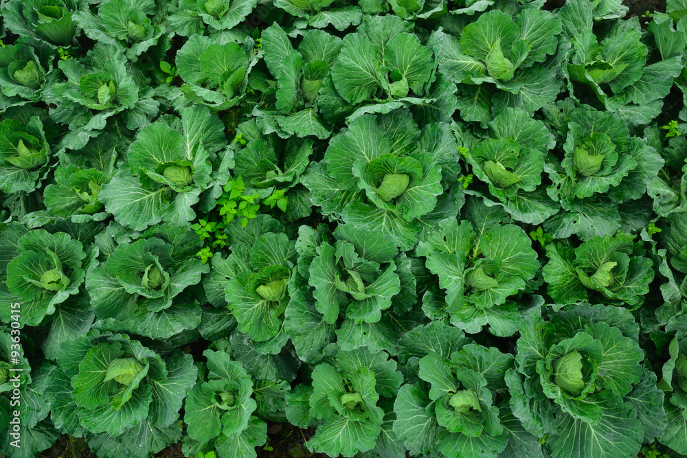 The cabbage farm_01 The cabbage farm_01