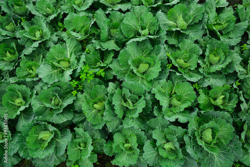 Wallpaper Mural The cabbage farm_01 Torontodigital.ca