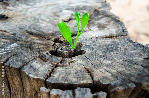 New green leaves born on old tree, textured background , nature stock photo