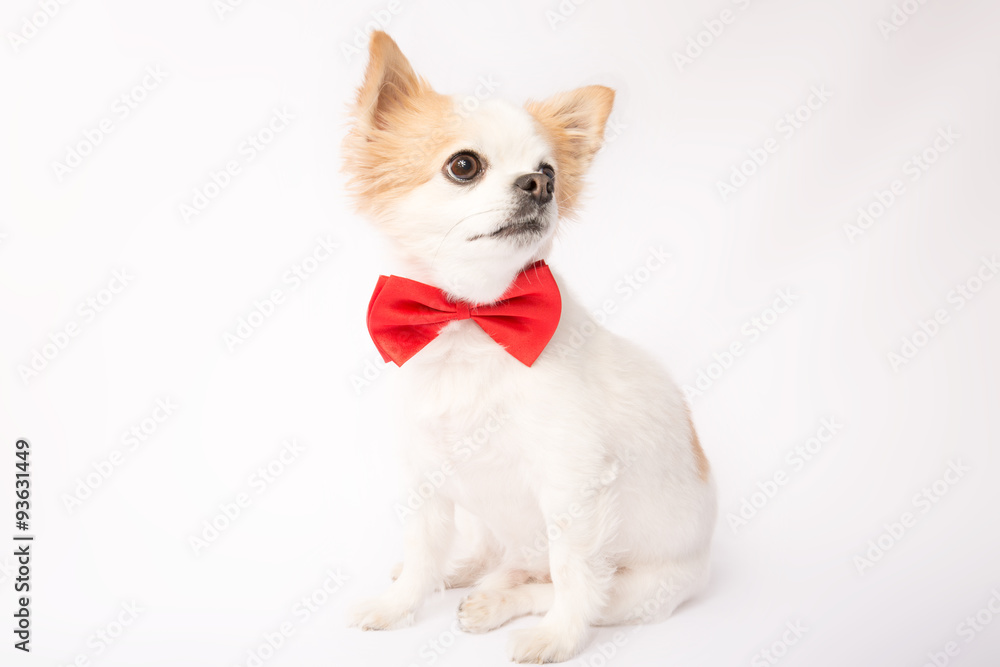 Chihuahua Chihuahua