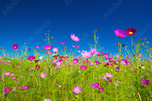 Field of cosmos flowers against clear blue sky