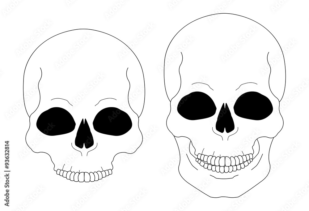 Contour lines skull Contour lines skull