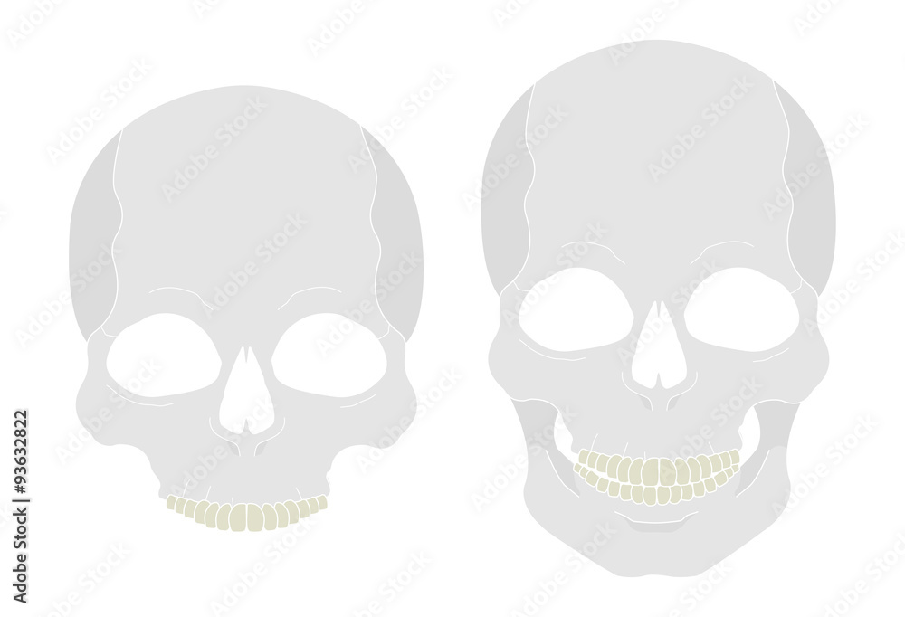 White color skull
