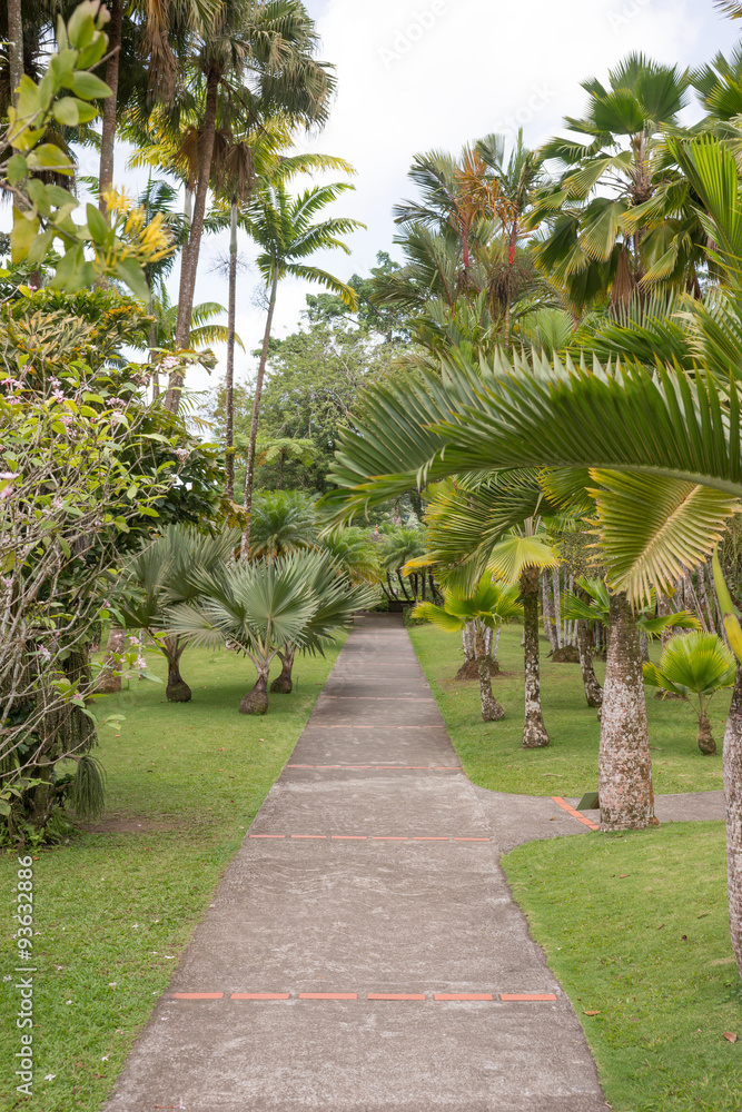 Weg mit Palmen im Jardin de Balata, Martinique