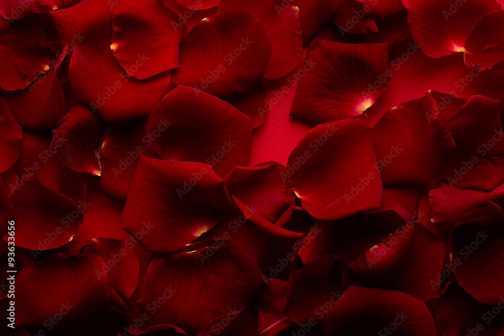 Petals of red rose Stock Photo Adobe Stock