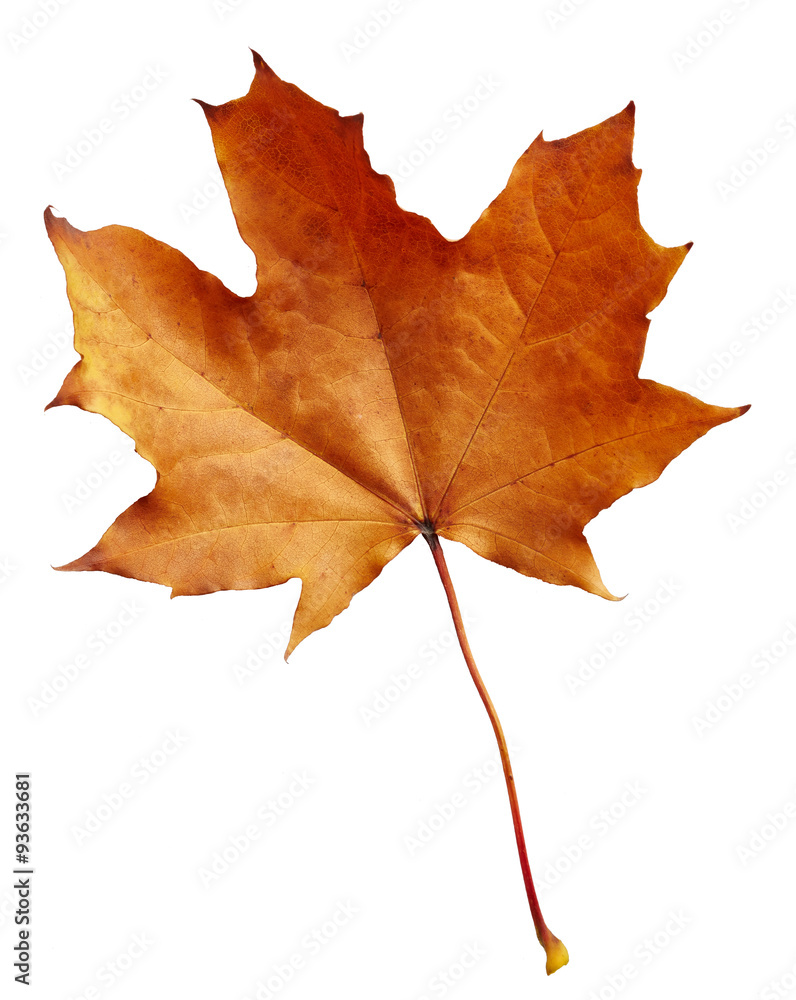 Obraz premium Maple autumn leaf
