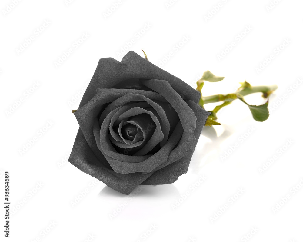 Fototapeta premium Black rose isolated on white background