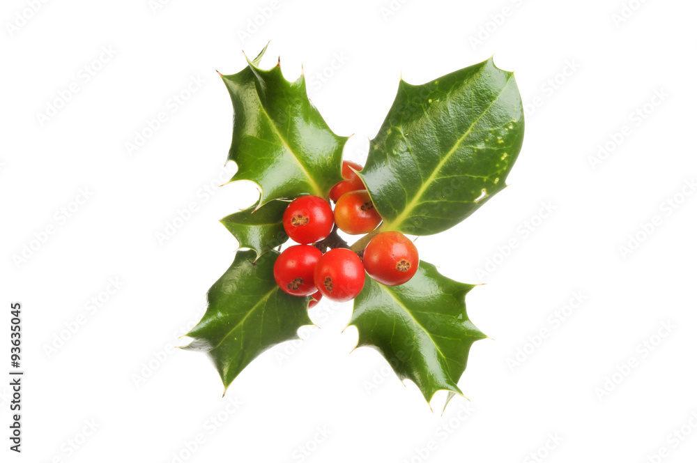 Holly Holly